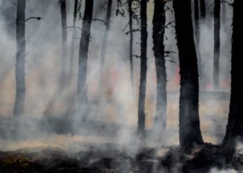 Ugunsnedrošie Latvijas meži un Austrālija 2.0