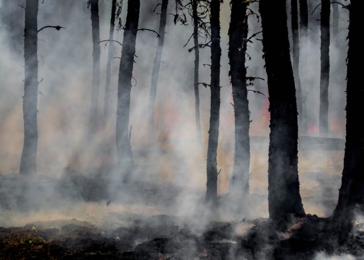 Ugunsnedrošie Latvijas meži un Austrālija 2.0