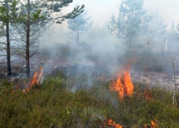 Valsts meža dienests jau trešo dienu dzēš ugunsgrēku Siguldas pusē