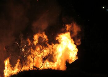 Meža ugunsgrēku stāsts: vai katru gadu viens un tas pats?