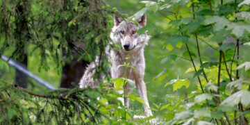 Lopkopjus aicina pievērst lielāku uzmanību ganāmpulku drošībai Lopkopjus aicina pievērst lielāku uzmanību ganāmpulku drošībai