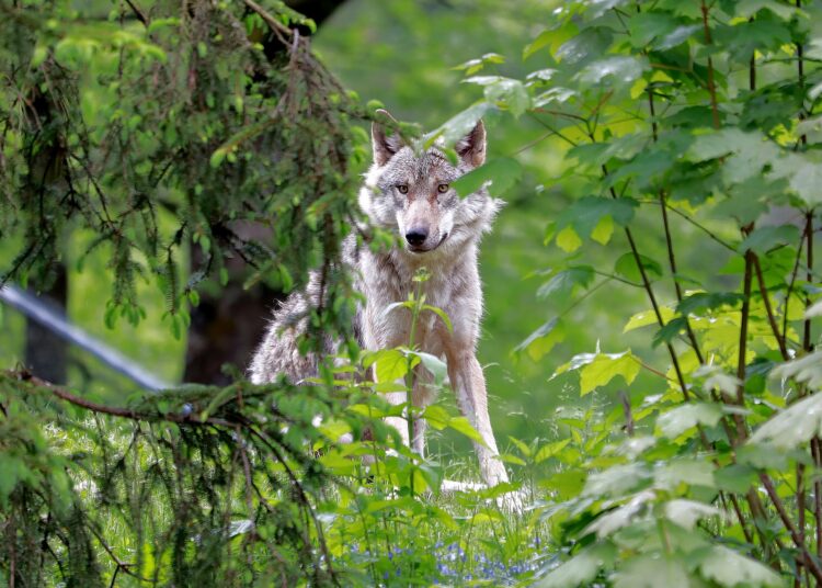 Lopkopjus aicina pievērst lielāku uzmanību ganāmpulku drošībai