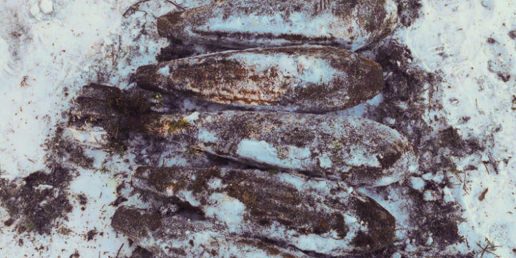 FOTO: Bolderājā meža slēpnī atrod ievērojamu šaujamieroču un sprāgstvielu arsenālu