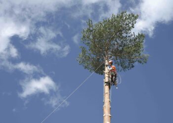 Arborista ieteikumi, kā aprūpēt piemājas kokus, lai vējā lūstoši zari nesabojātu īpašumu